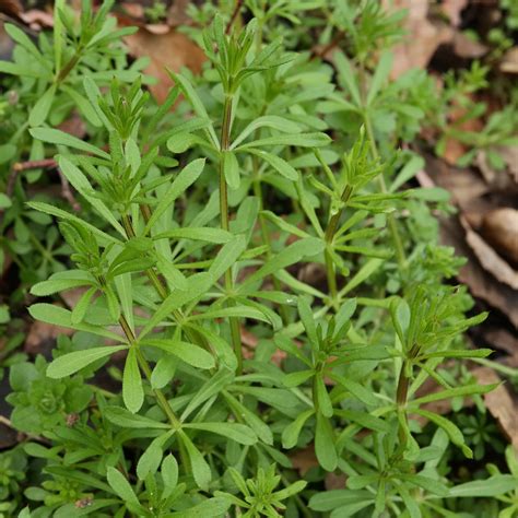 Tige carrée et feuilles verticillées du gaillet gratteron