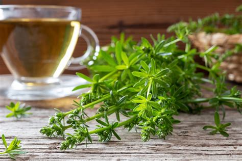 Tisane de gaillet gratteron