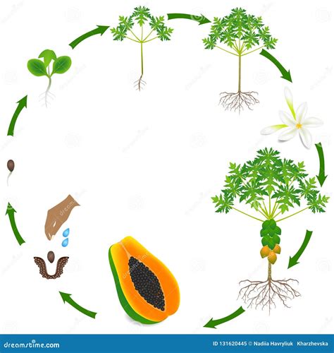 Diagramme du cycle de vie du papayer de la plantation à la récolte