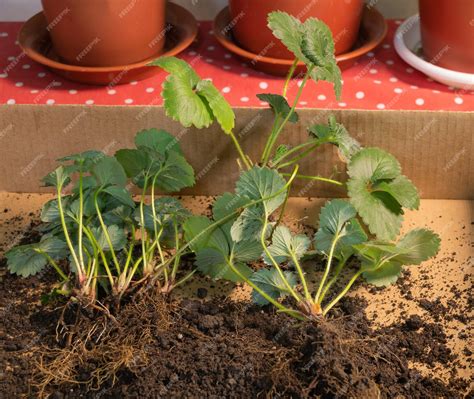Méthodes de propagation des fraises
