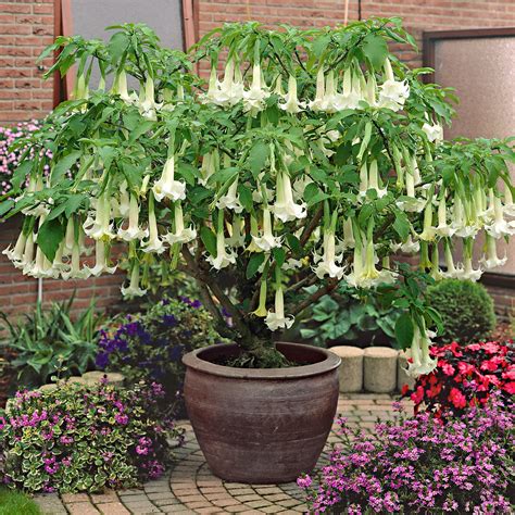 Brugmansia en fleurs