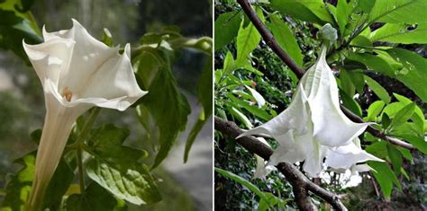 Comparaison entre Brugmansia et Datura