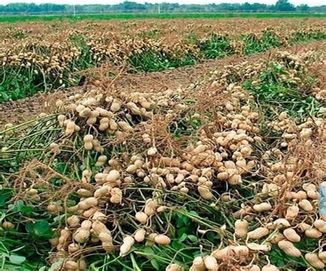Moissonneuse d'arachides livrée au Sénégal