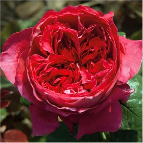 Photo gros plan d'une fleur de rosier Alain Souchon rouge cardinal