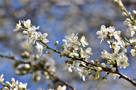 Prunier d'Ente en fleur