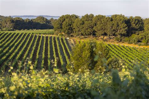 Vignoble ensoleillé du Domaine Saint-André de Figuière