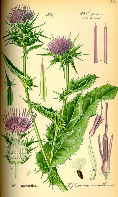 Illustration botanique du Silybum marianum avec ses feuilles marbrées de blanc et ses fleurs roses