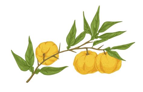 Illustration d'un fruit de yuzu frais sur une branche avec ses feuilles persistantes