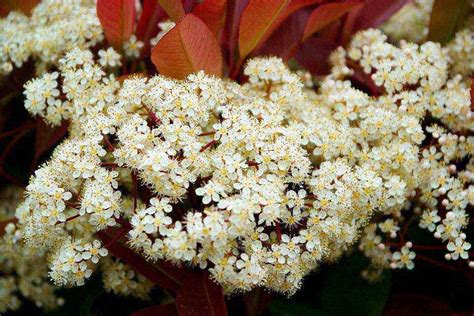 Photinia en pleine floraison printanière avec ses grappes de fleurs blanches caractéristiques