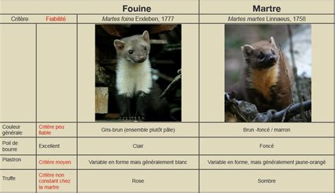 Morphologie détaillée de la fouine et comparaison avec la martre