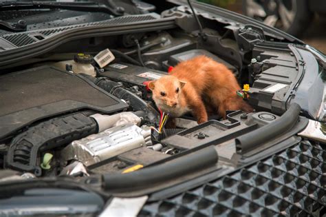 Schéma des dégâts fréquents causés par les fouines sous un capot de voiture