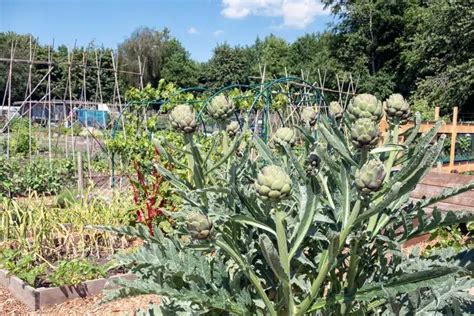 Un artichaut du potager