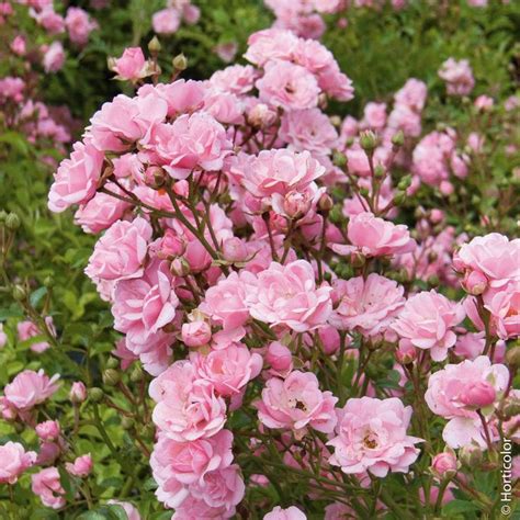 gros plan sur les fleurs du rosier The Fairy