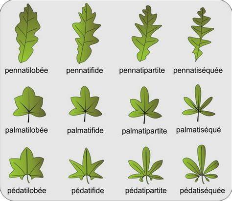 Illustration botanique montrant la ressemblance entre les feuilles de Corylopsis et celles du noisetier
