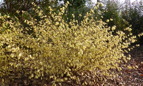 Photo d'un Corylopsis pauciflora en pleine floraison printanière