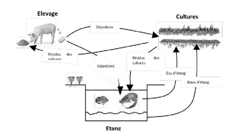 Schéma illustrant le cycle des nutriments (NPK) dans le sol et l'apport des engrais minéraux versus organiques