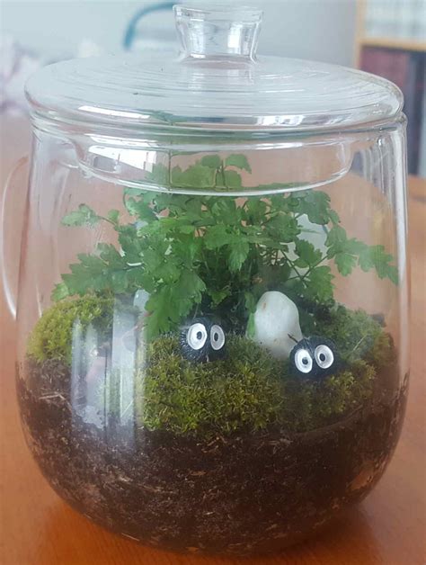 Terrarium fermé avec mousses et petites fougères