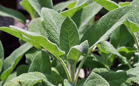 Illustration botanique de la sauge officinale avec ses feuilles velues et ses fleurs en épis