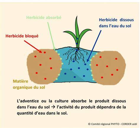 Schéma illustrant le mécanisme d'action des herbicides systémiques dans une plante dicotylédone