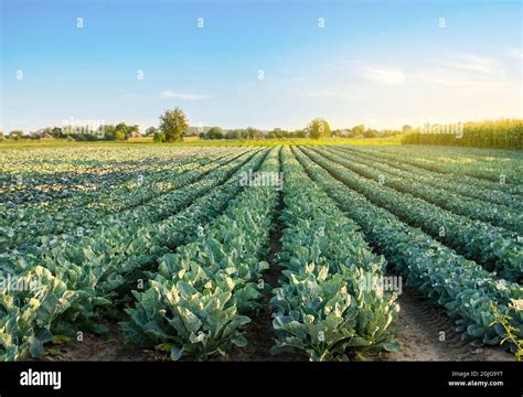 Champ de légumes biologiques