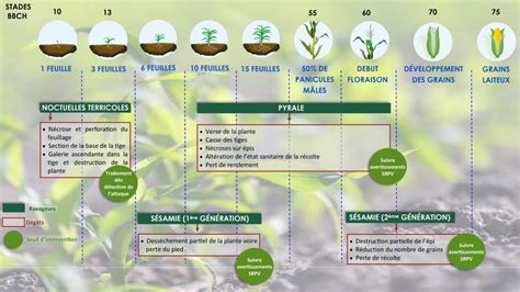 Schéma illustrant les différents types de ravageurs du maïs selon le stade de développement de la plante