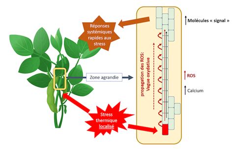 Schéma de la résistance des plantes au glyphosate