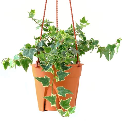 Plante de lierre en pot sur une étagère lumineuse