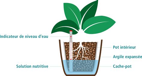 Schéma illustrant l'arrosage par bassinage d'une plante en pot