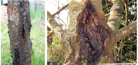 Schéma illustrant l'évolution d'un chancre sur écorce de saule
