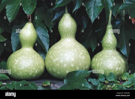 Illustration botanique d'une plante de calebasse grimpante avec ses fruits caractéristiques en forme de poire