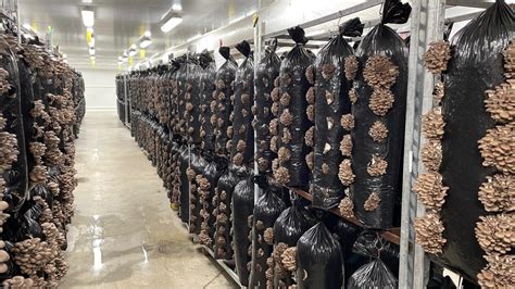 Local de production de champignons en milieu urbain