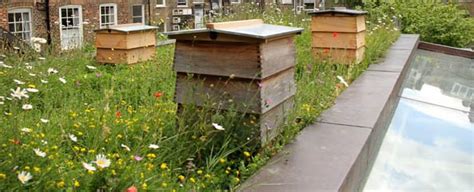 Ruches sur le toit d'un hôtel à Copenhague