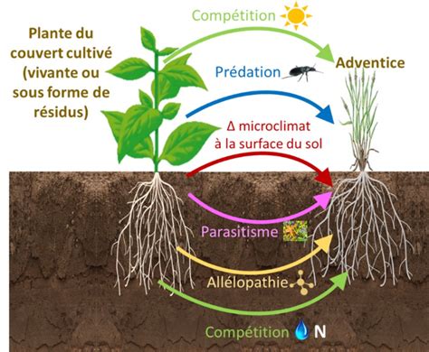 Schéma illustrant la compétition racinaire entre cultures et adventices