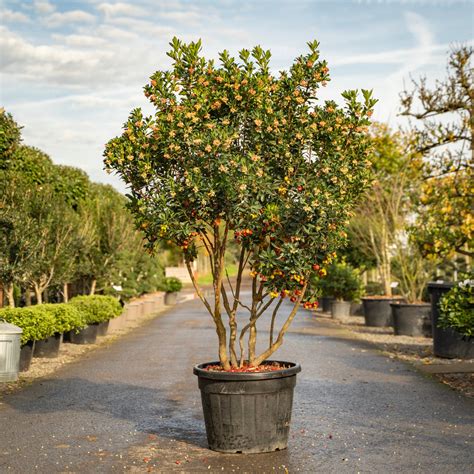 Photographie d'un spécimen d'Arbutus unedo cultivé en pot, mettant en valeur son écorce et ses fruits