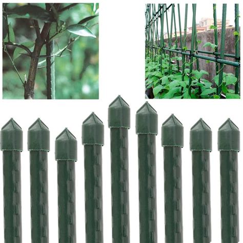 Tuteur acier plastifié et plants de tomates