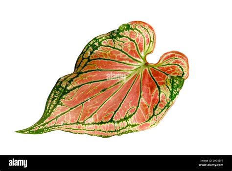 Illustration d'un Caladium aux feuilles bicolores et nervurées