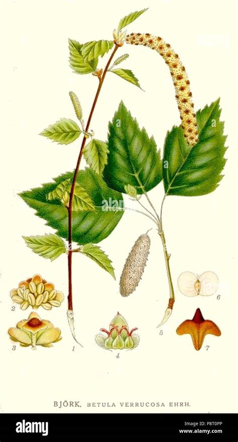 Structure botanique et bourgeons du Betula verrucosa