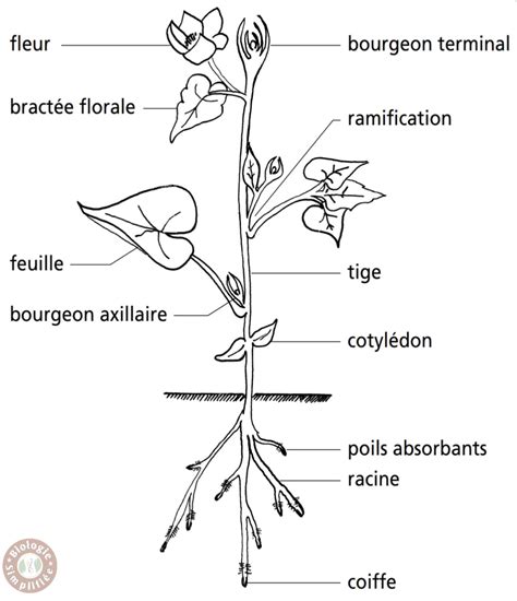 Schéma explicatif illustrant les différentes parties d'une plante pouvant être bouturées : tige, feuille, racine