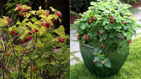 framboisier au jardin