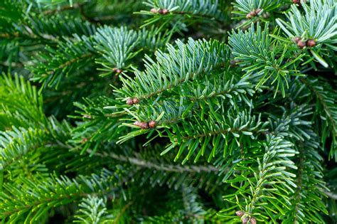 Sapin Nordmann