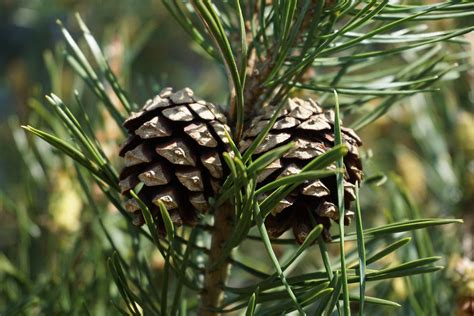 Pin sylvestre