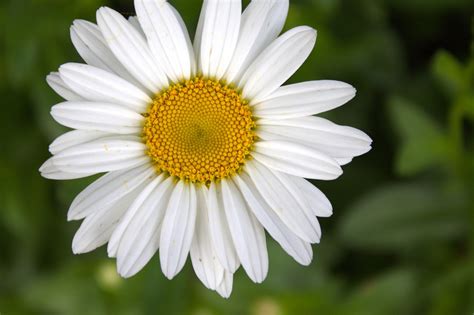 gros plan sur une fleur de marguerite montrant le contraste entre les pétales blancs et le cœur jaune