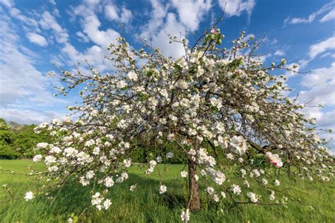Illustration botanique d'un pommier en fleurs au printemps