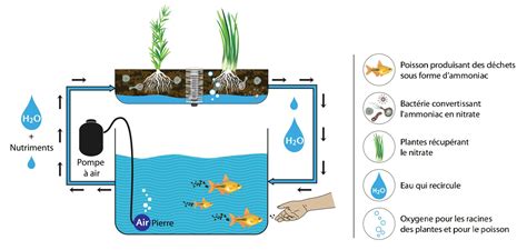Schéma simplifié du fonctionnement d'un système aquaponique