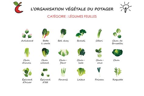 Exemples de légumes-feuilles et d'herbes aromatiques poussant dans un système aquaponique