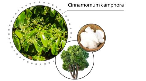 Cristaux de camphre