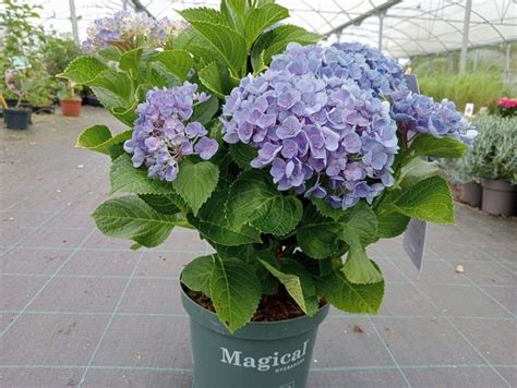Hortensia Macrophylla bleu en pleine floraison