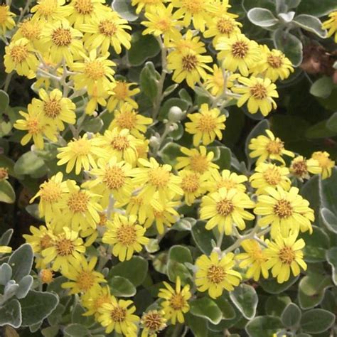 Brachyglottis greyi feuillage et fleurs