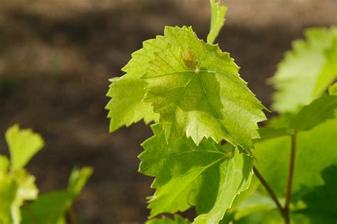 Vigne malade avec des feuilles jaunies