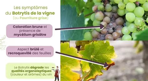 Diagramme des différentes maladies du bois de la vigne